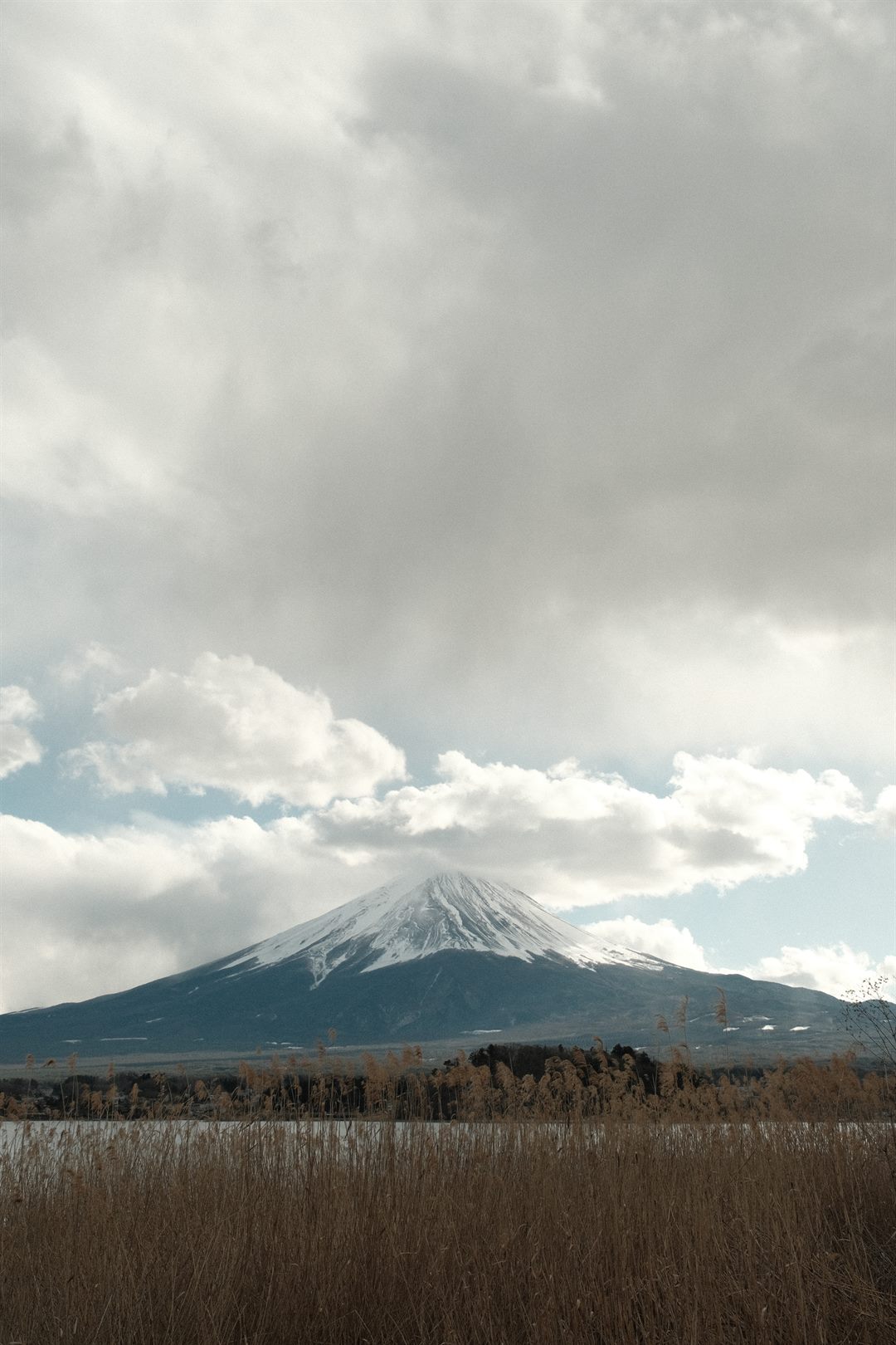 Mount Fuji small beneath a tall bank of cloud, dry reeds across the foreground