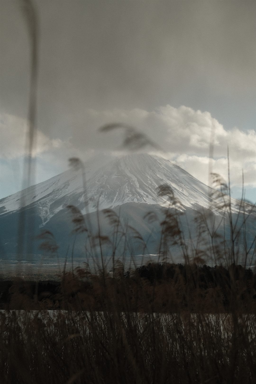 Mount Fuji soft behind wind-blown reeds, shot through glass
