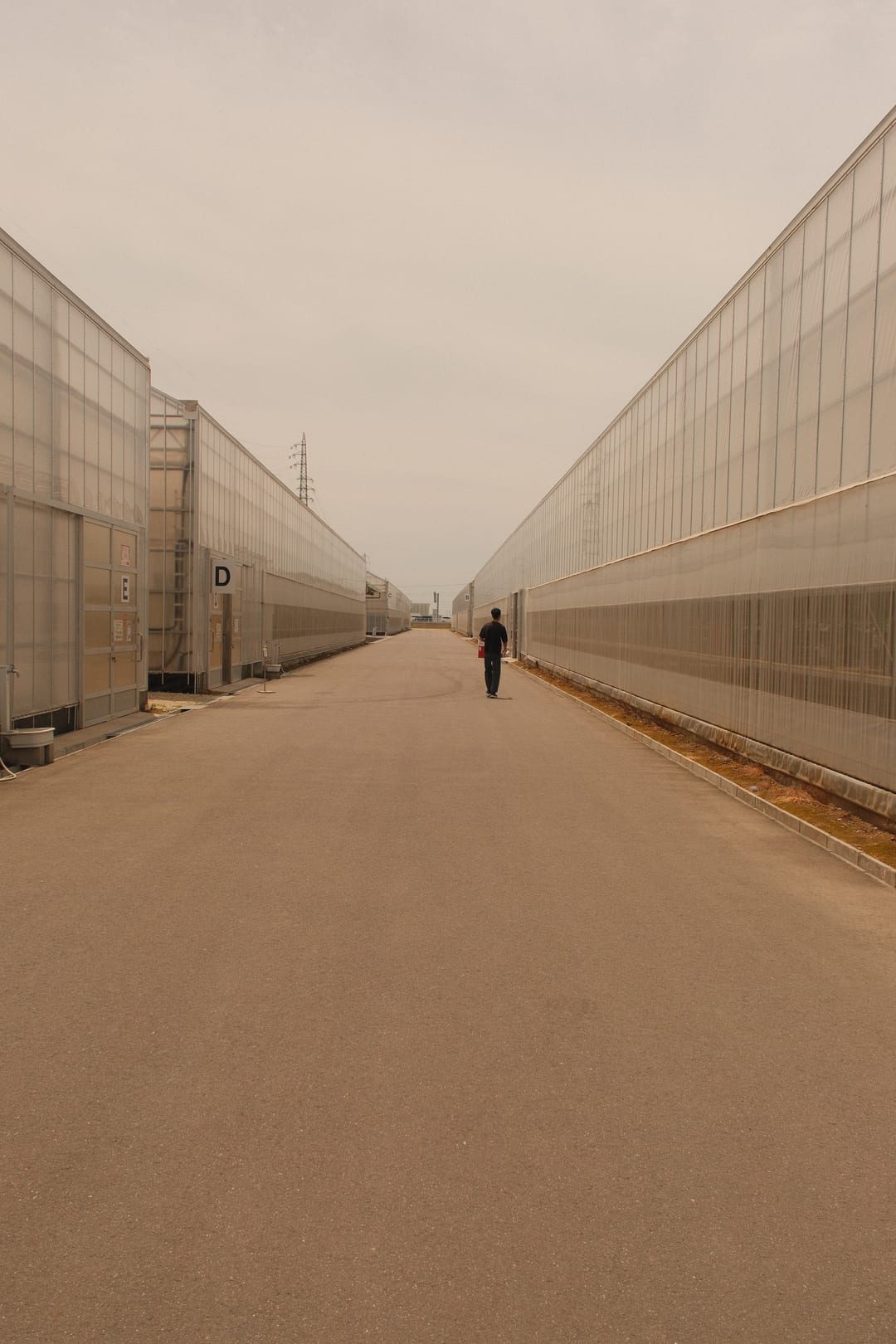 A lone figure far down a service road between long greenhouse walls